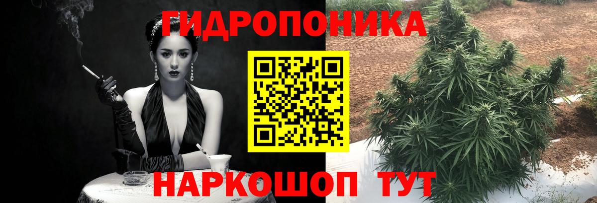 Каннабис Ganja Ачхой-Мартан